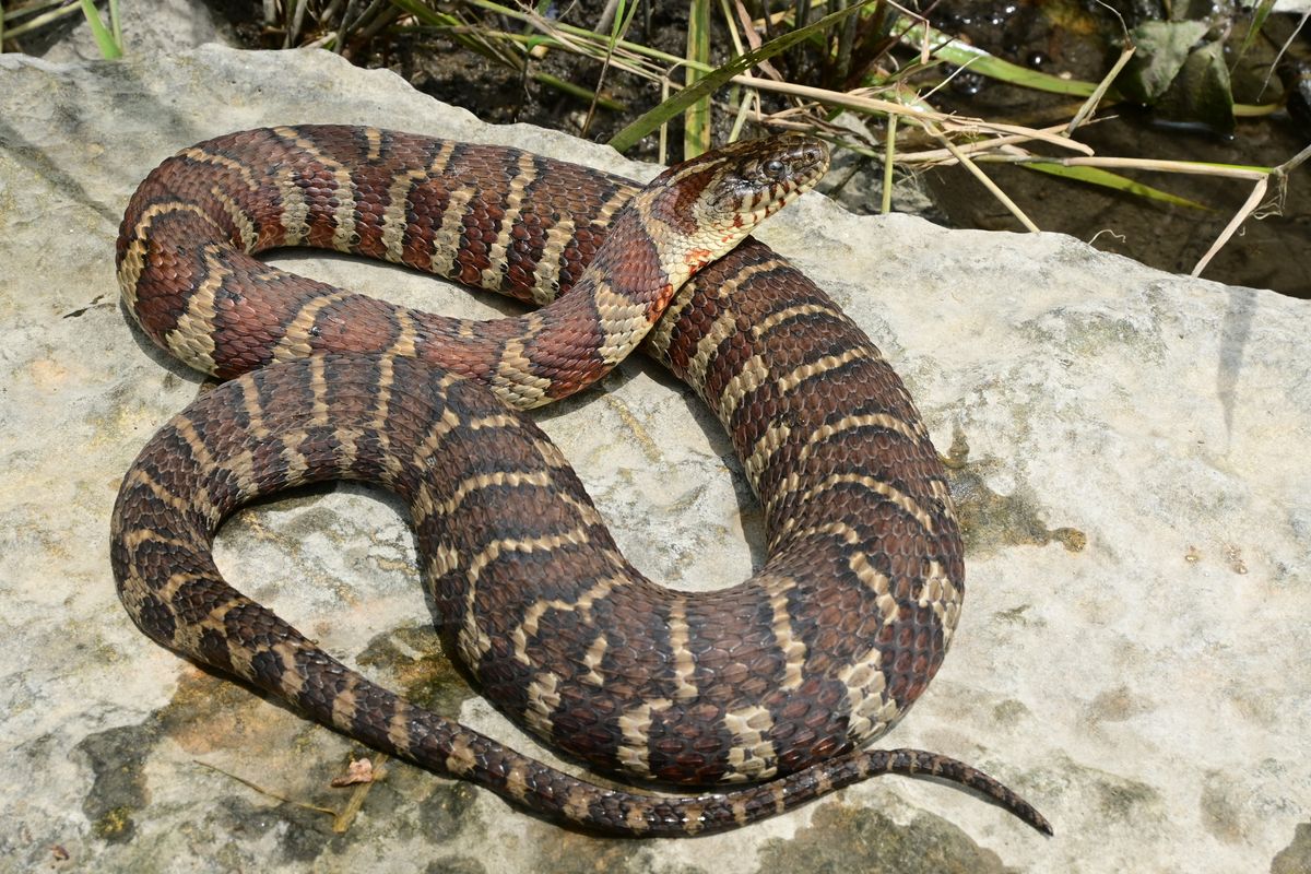 Common Watersnake (Nerodia sipedon)