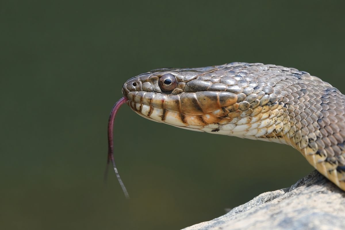 Common Watersnake (Nerodia sipedon)