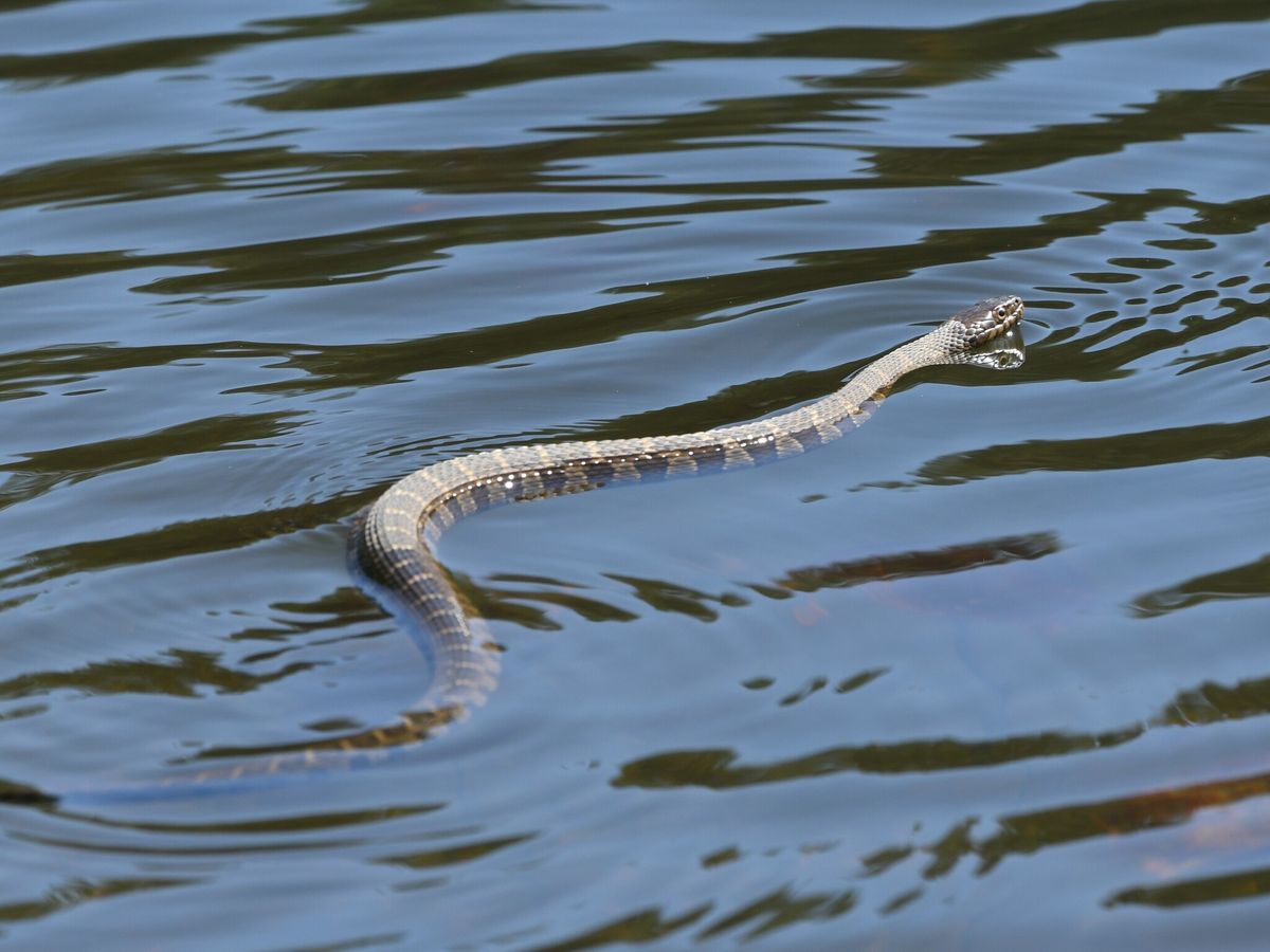 Common Watersnake (Nerodia sipedon)