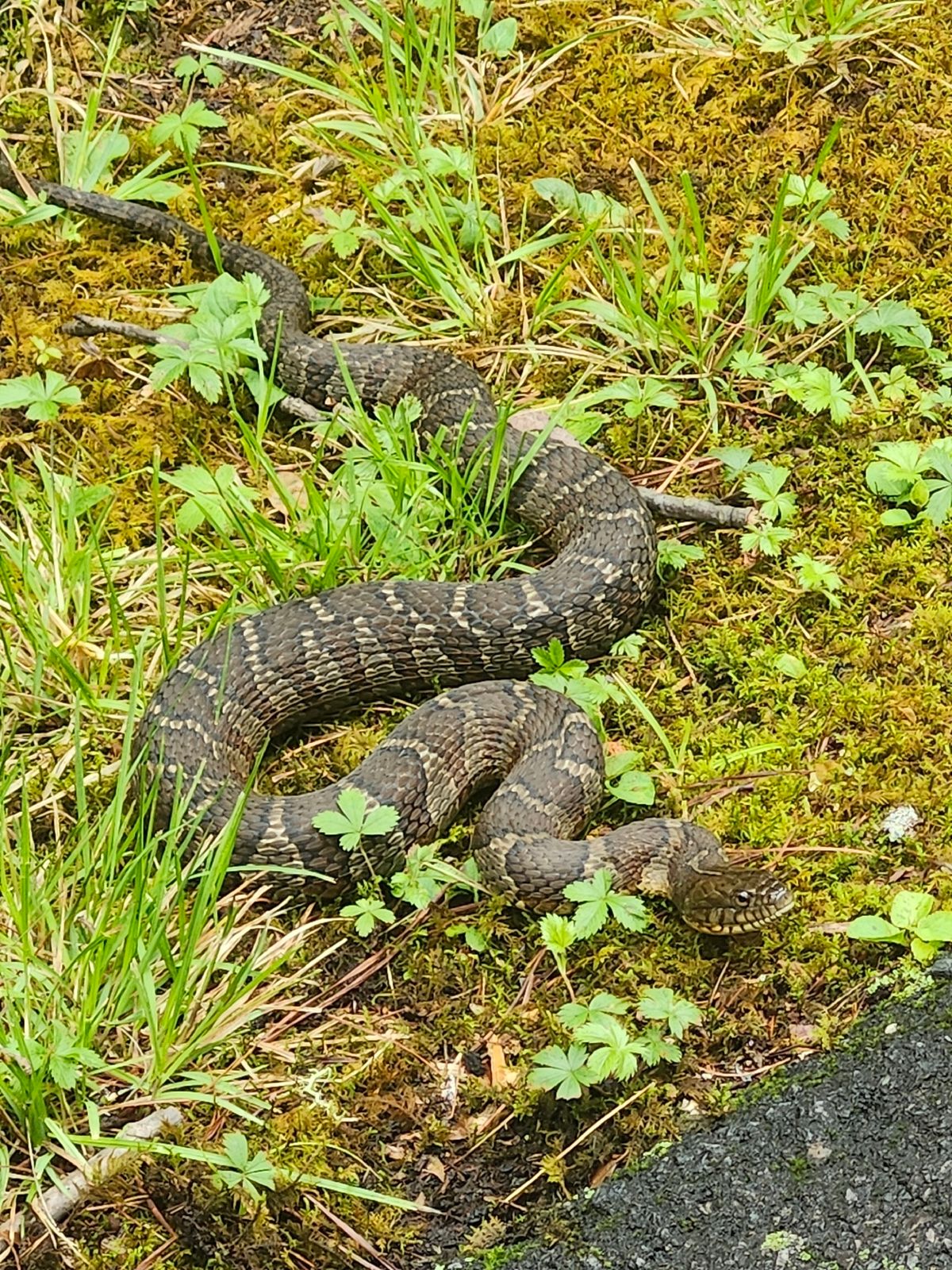 Common Watersnake (Nerodia sipedon)