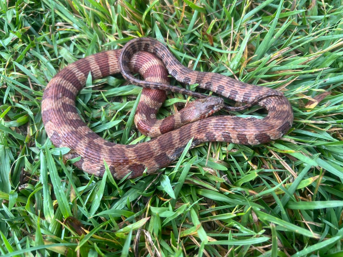 Common Watersnake (Nerodia sipedon)