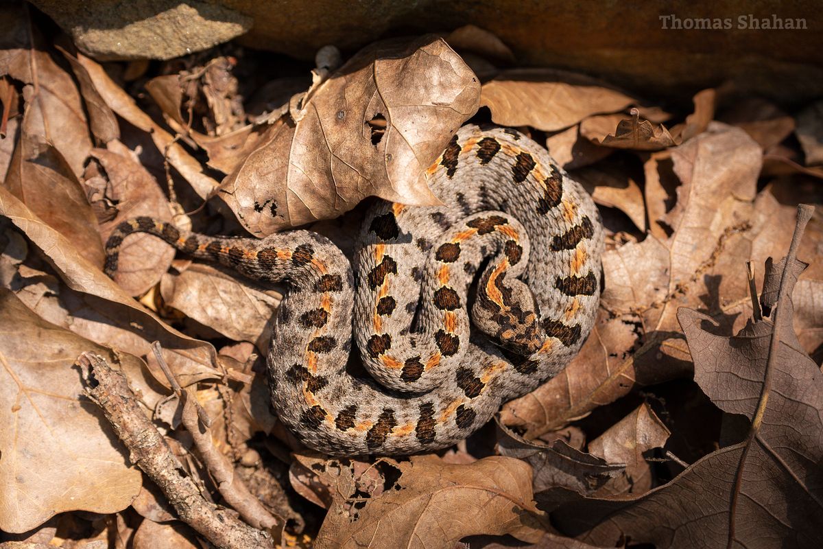 Carolina Pygmy Rattlesnake (Sistrurus miliarius)