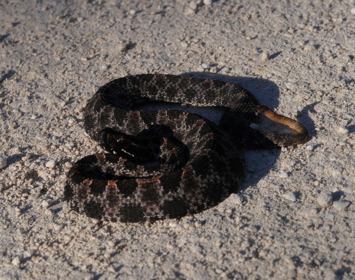 Carolina Pygmy Rattlesnake (Sistrurus miliarius)