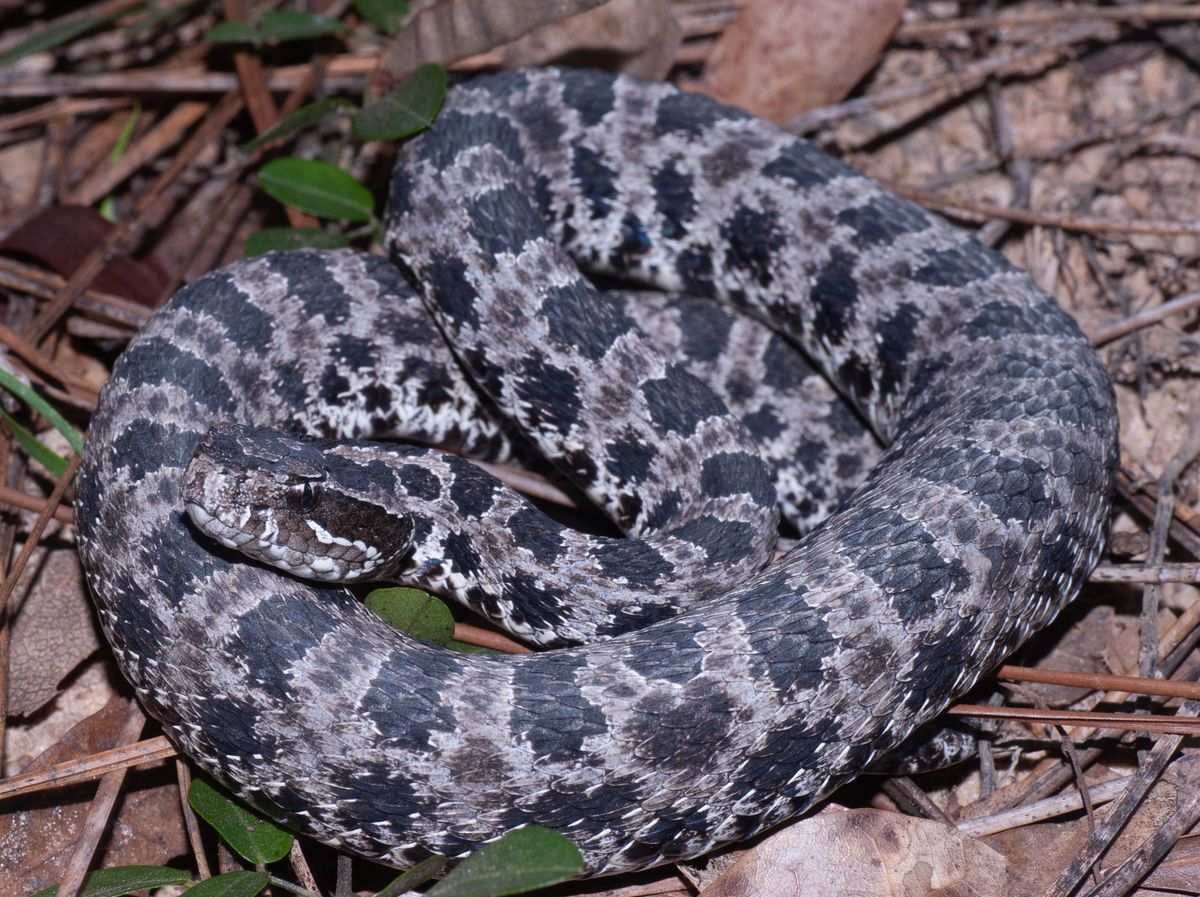 Carolina Pygmy Rattlesnake (Sistrurus miliarius)
