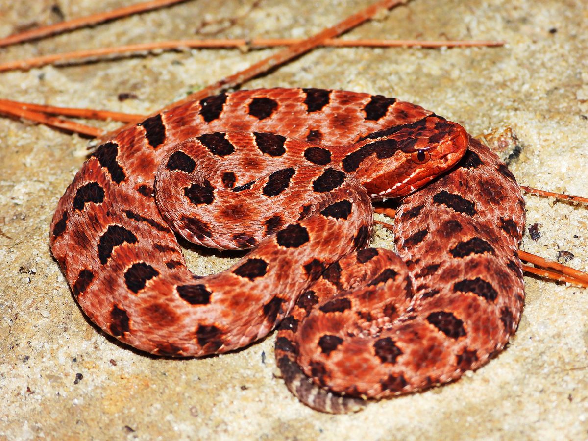 Carolina Pygmy Rattlesnake (Sistrurus miliarius)