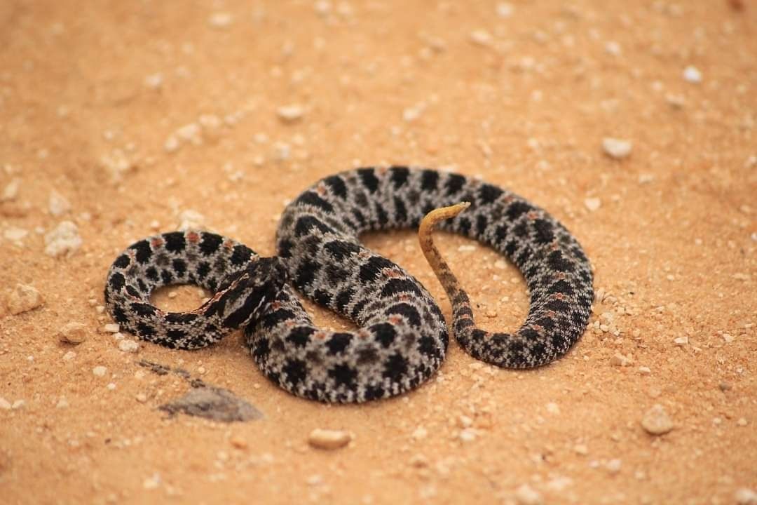 Carolina Pygmy Rattlesnake (Sistrurus miliarius)