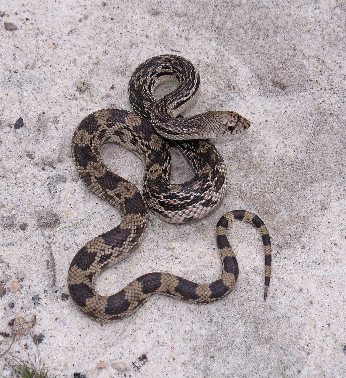 Eastern Pinesnake (Pituophis melanoleucus)