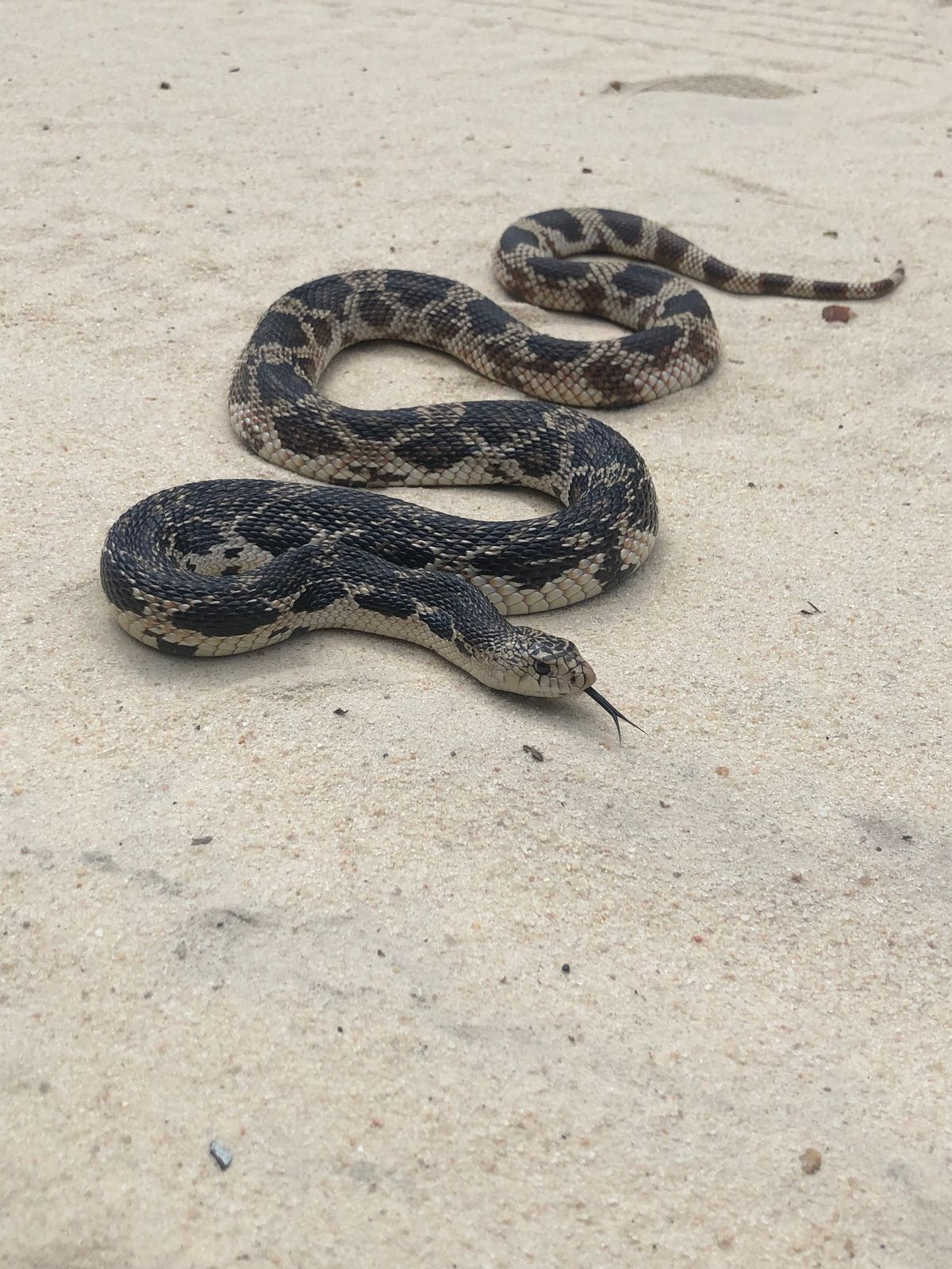 Eastern Pinesnake (Pituophis melanoleucus)