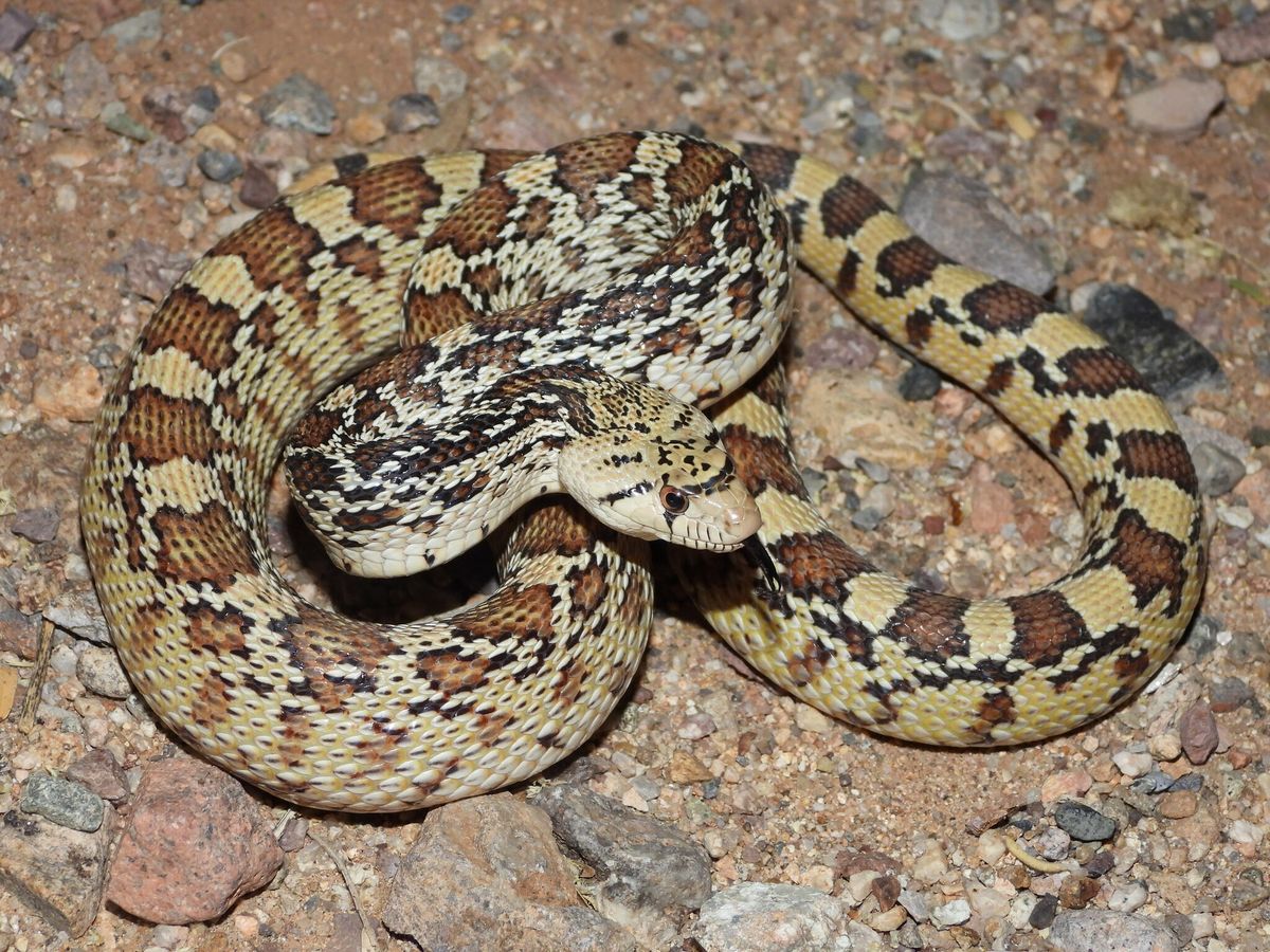 Eastern Pinesnake (Pituophis melanoleucus)
