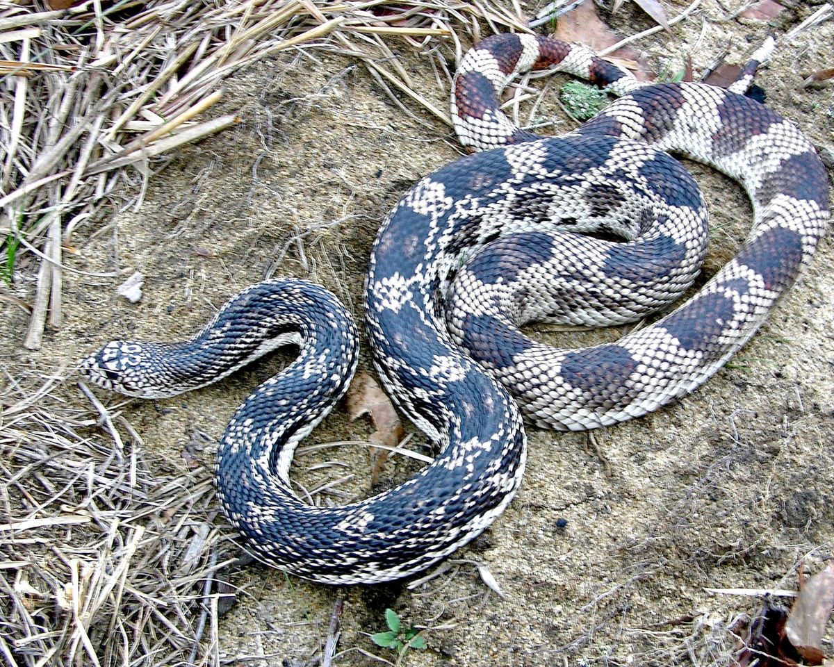 Eastern Pinesnake (Pituophis melanoleucus)