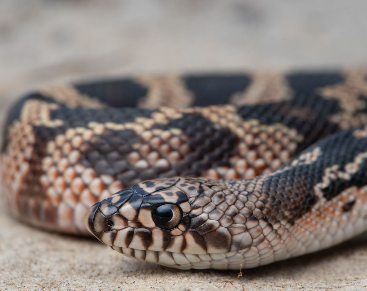 Eastern Pinesnake (Pituophis melanoleucus)