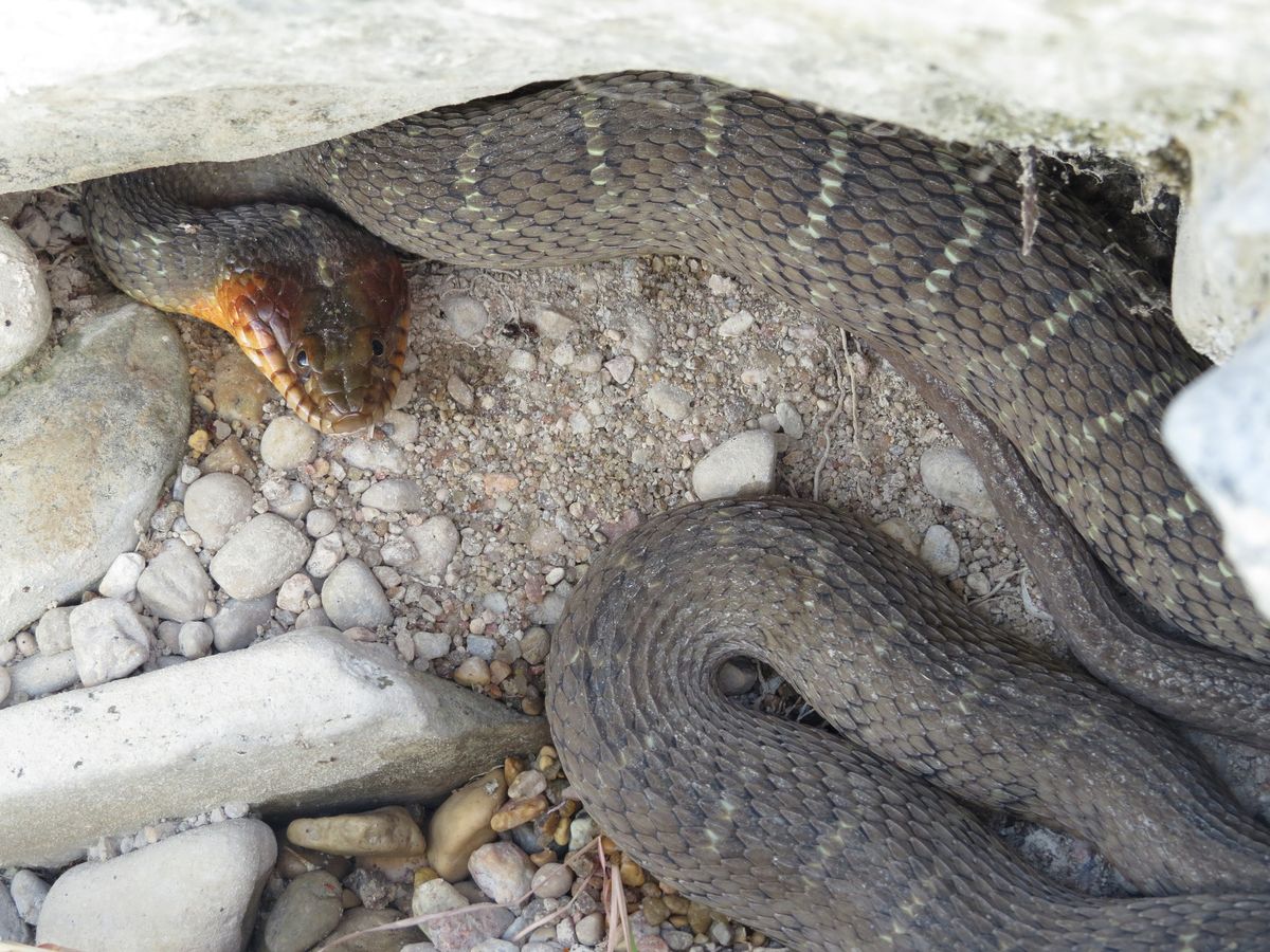 Red-bellied Watersnake (Nerodia erythrogaster)