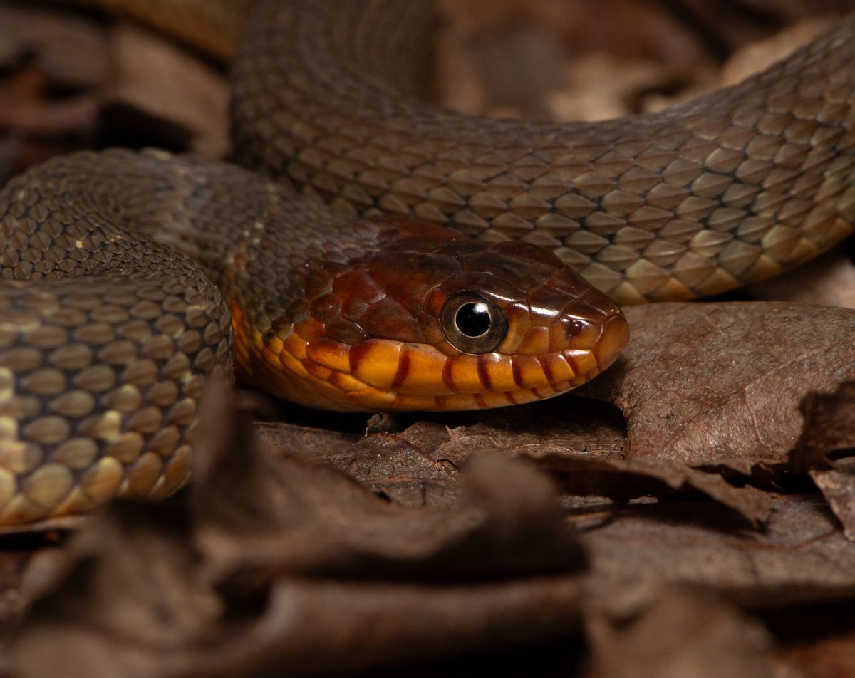Red-bellied Watersnake (Nerodia erythrogaster)