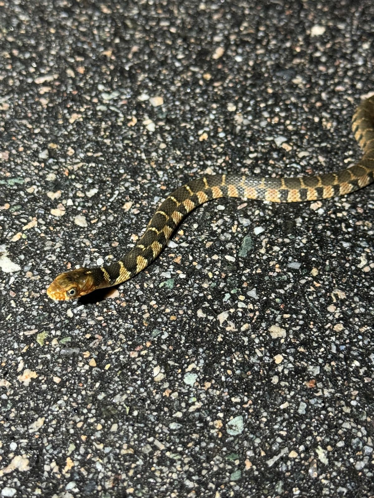 Red-bellied Watersnake (Nerodia erythrogaster)