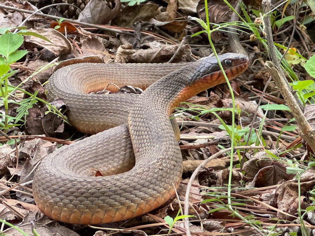 Red-bellied Watersnake (Nerodia erythrogaster)