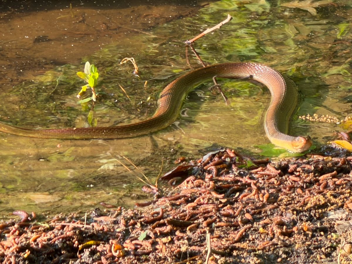 Red-bellied Watersnake (Nerodia erythrogaster)