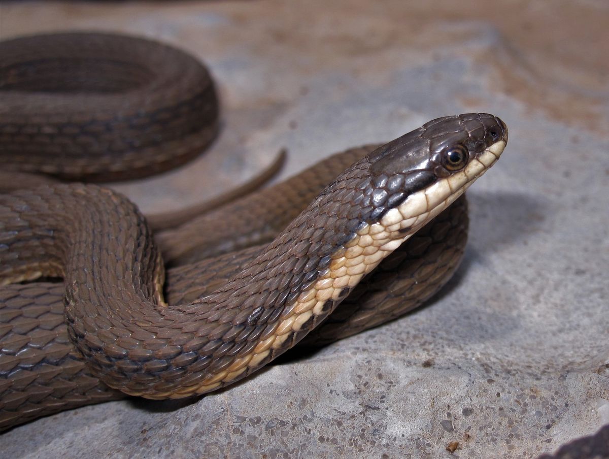Queen Snake (Regina septemvittata)