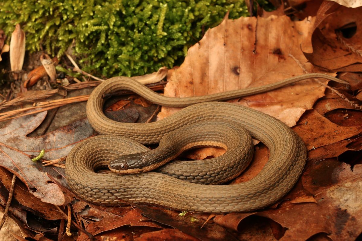 Queen Snake (Regina septemvittata)