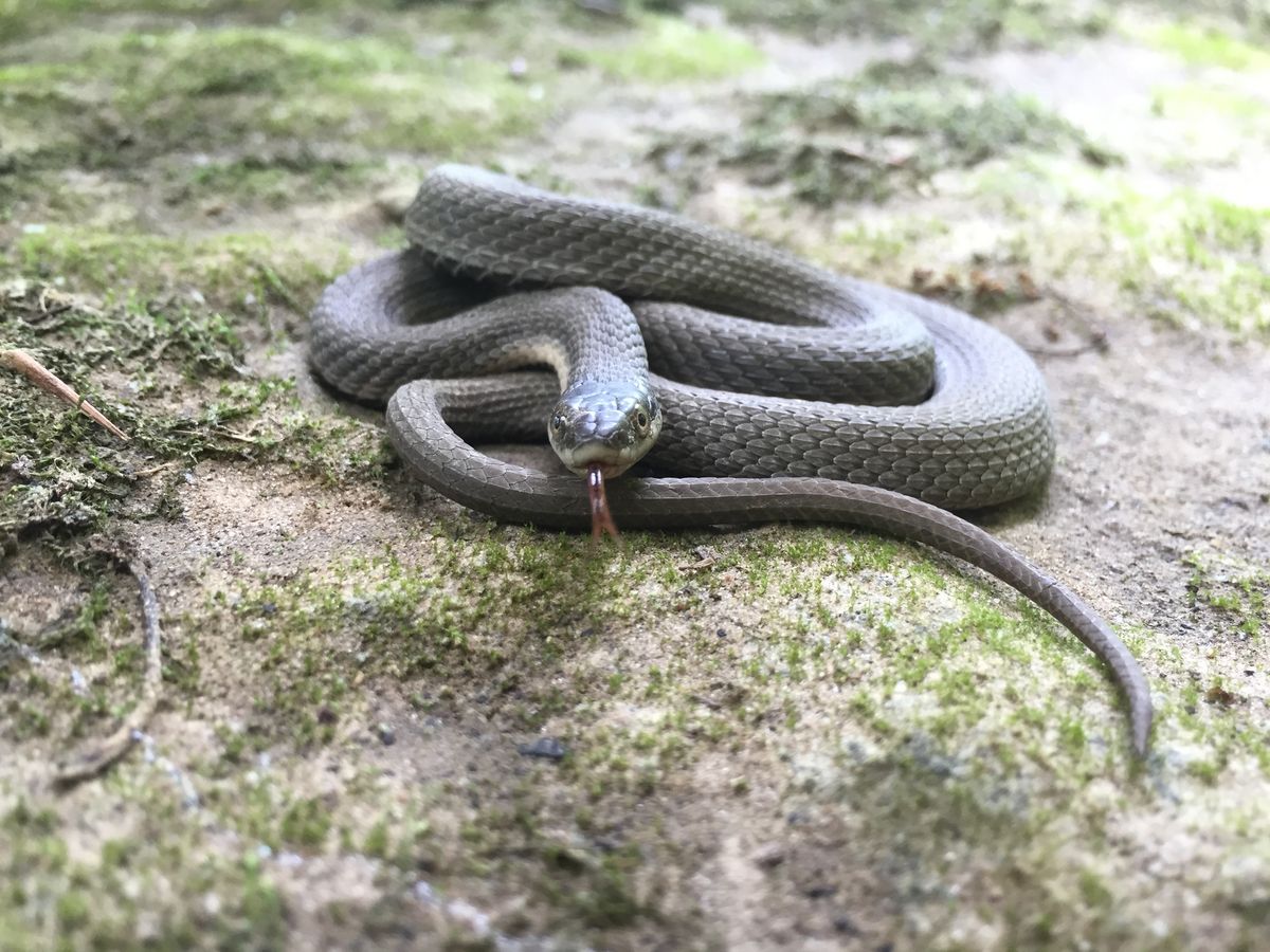 Queen Snake (Regina septemvittata)
