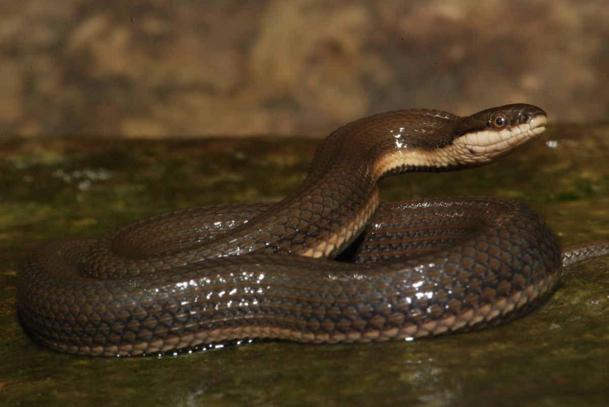 Queen Snake (Regina septemvittata)