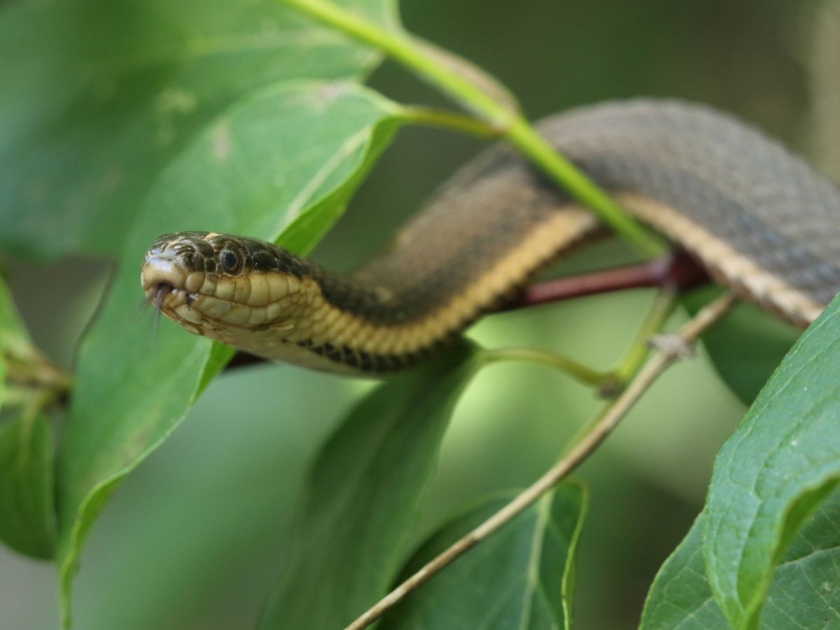 Queen Snake (Regina septemvittata)