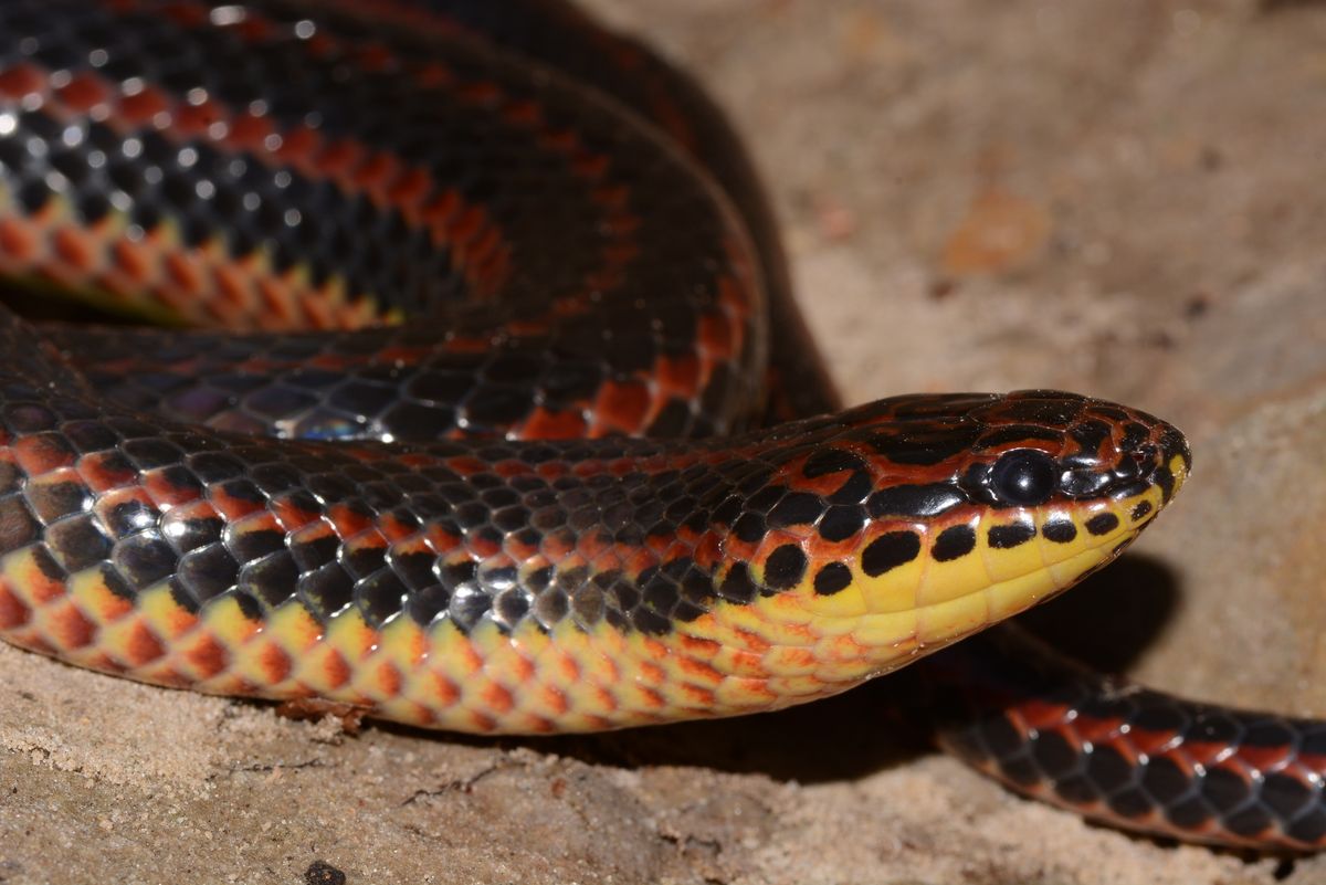 Rainbow Snake (Farancia erytrogramma)