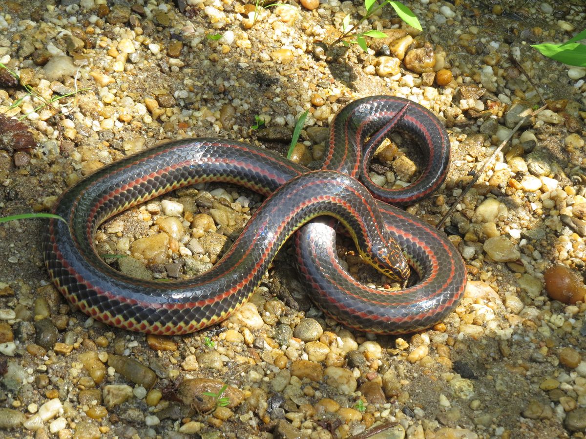 Rainbow Snake (Farancia erytrogramma)