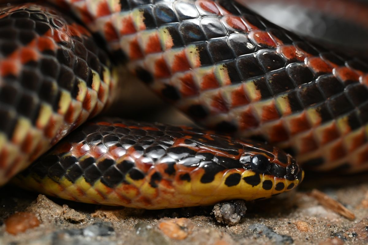 Rainbow Snake (Farancia erytrogramma)