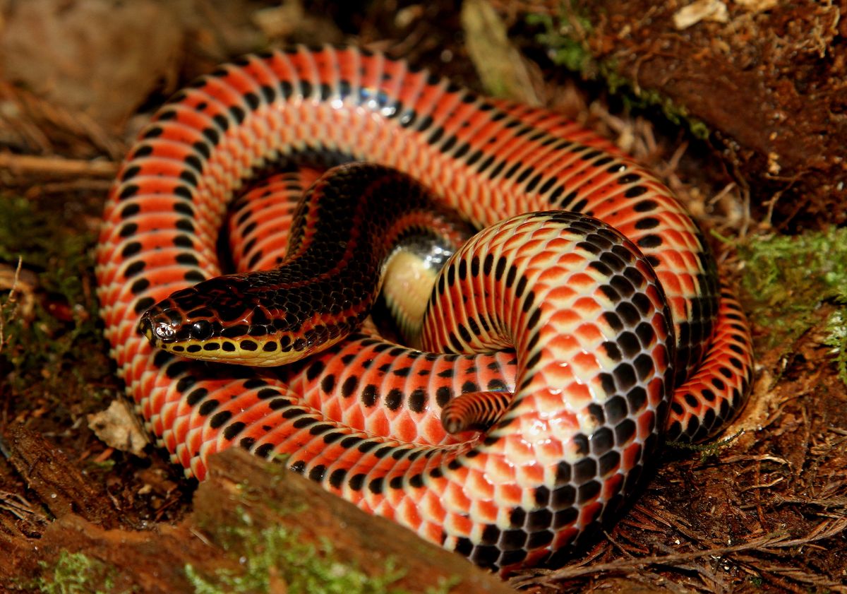 Rainbow Snake (Farancia erytrogramma)
