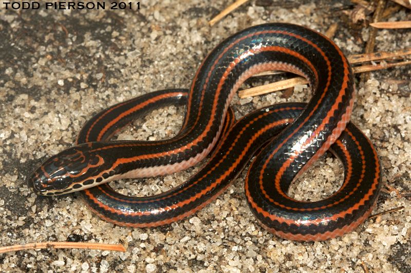 Rainbow Snake (Farancia erytrogramma)