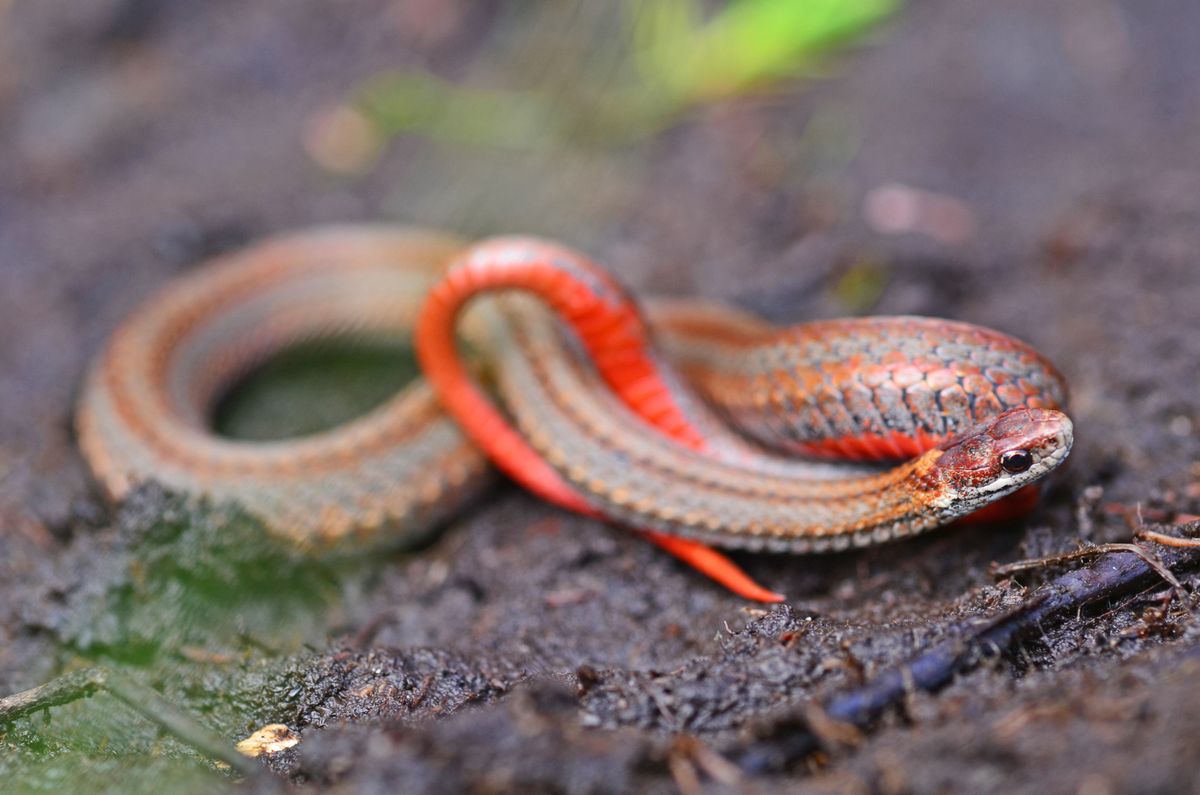 Red-bellied Snake (Storeria occipitomaculata)