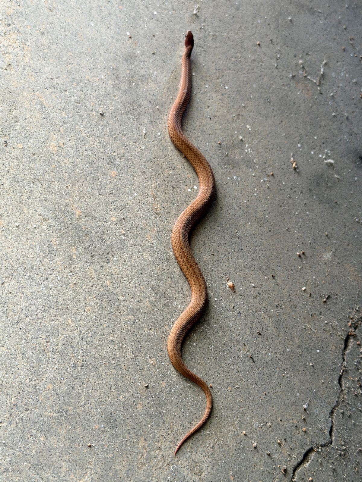 Red-bellied Snake (Storeria occipitomaculata)