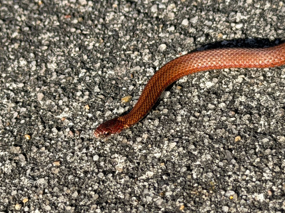 Red-bellied Snake (Storeria occipitomaculata)