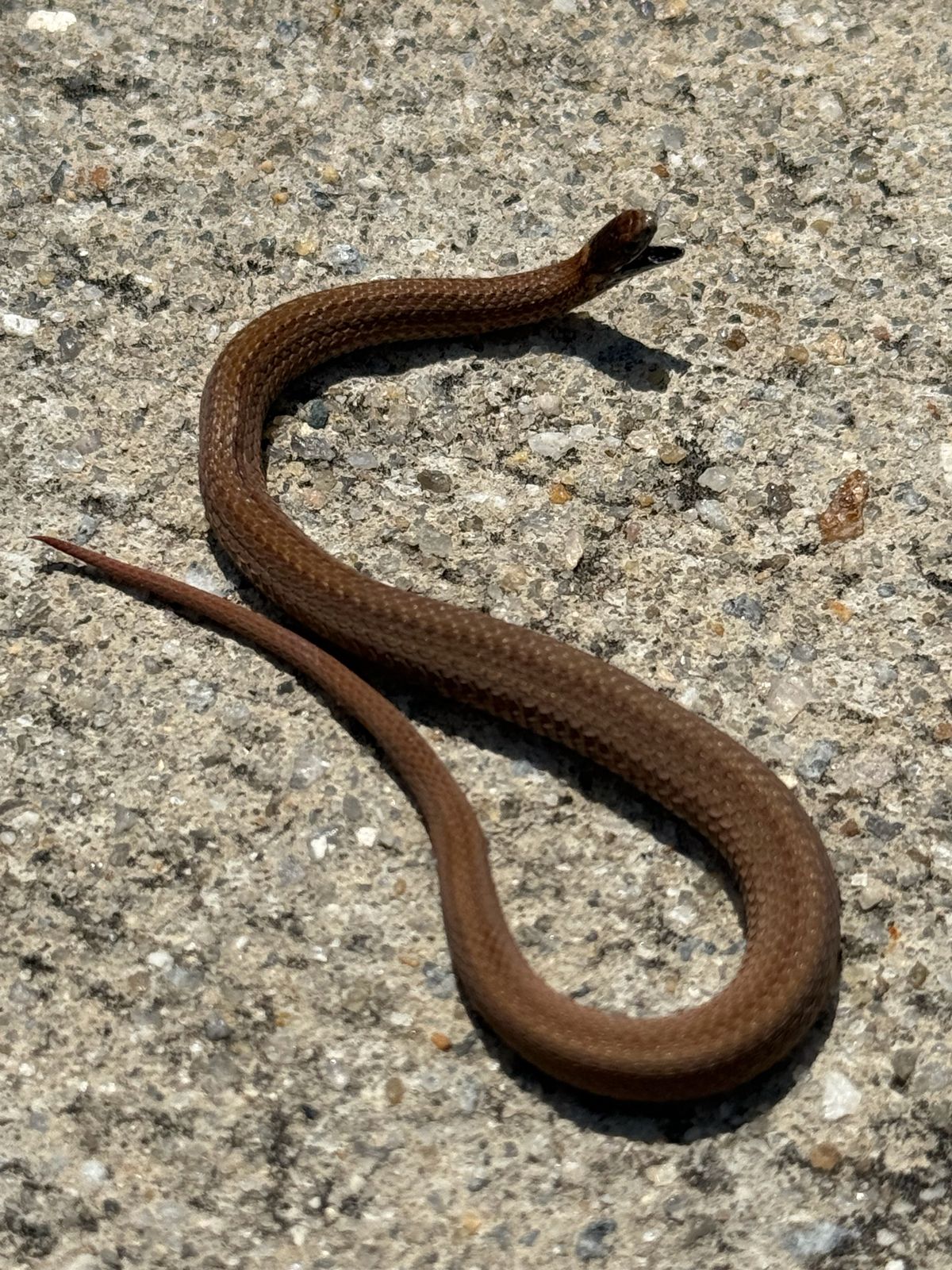 Red-bellied Snake (Storeria occipitomaculata)
