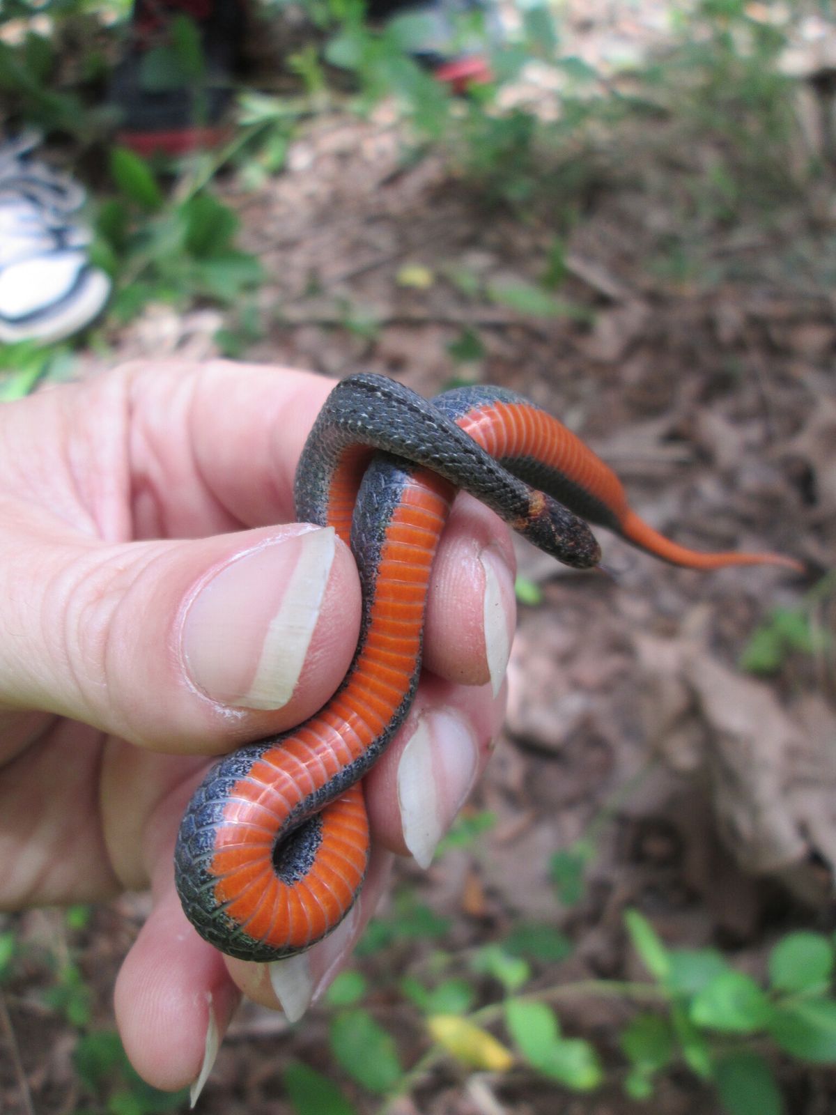 Red-bellied Snake (Storeria occipitomaculata)