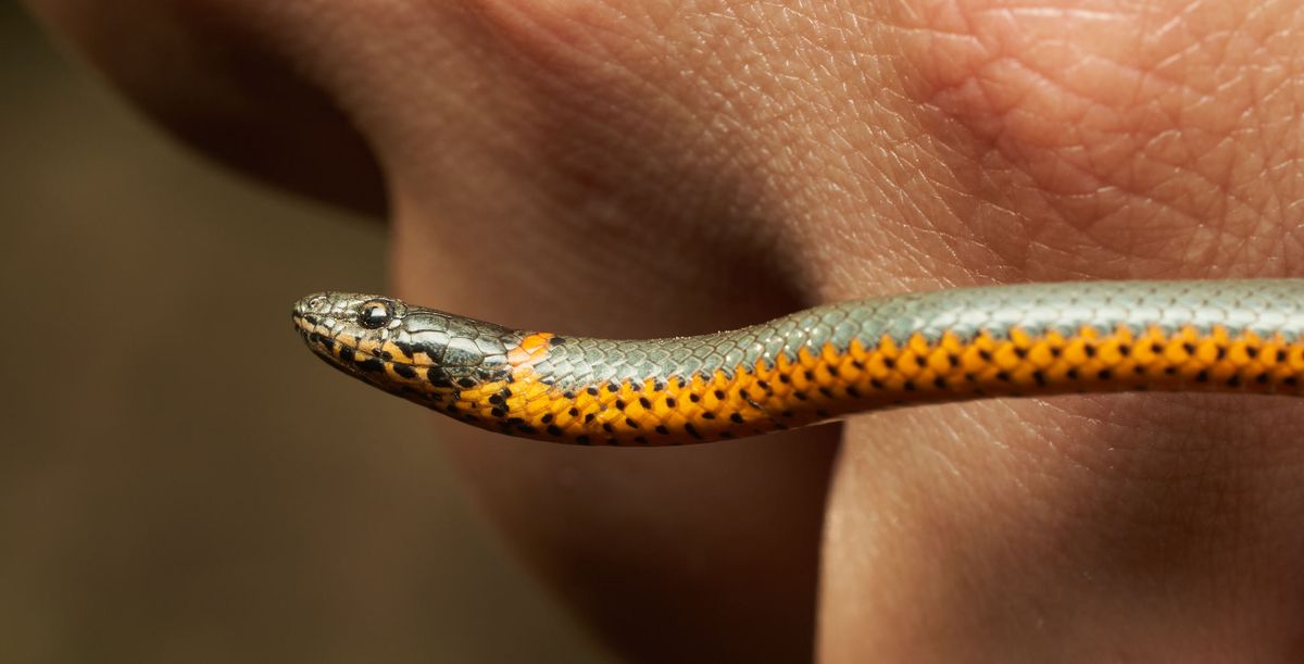 Ring-necked Snake (Diadophis punctatus)