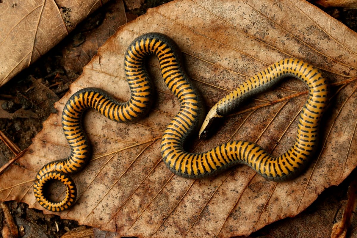 Ring-necked Snake (Diadophis punctatus)