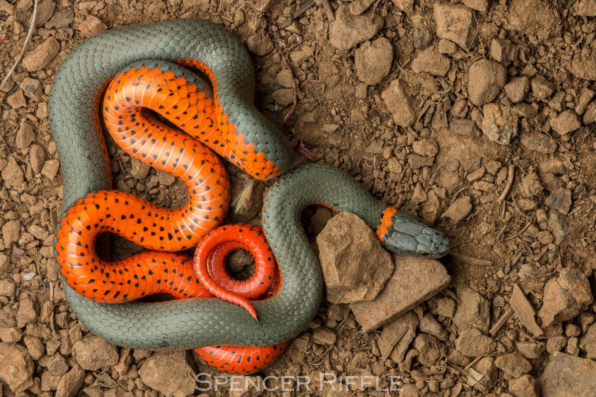 Ring-necked Snake (Diadophis punctatus)