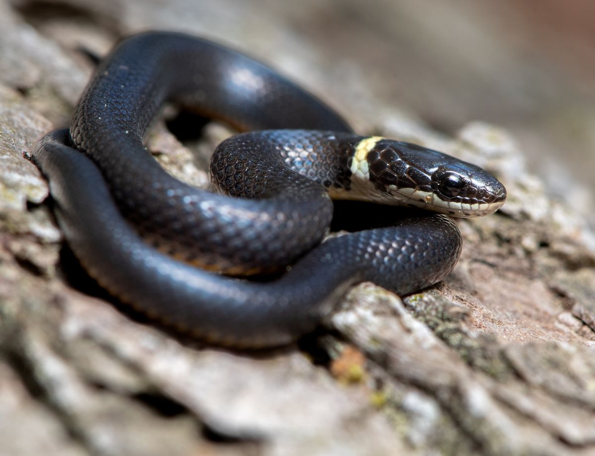 Ring-necked Snake (Diadophis punctatus)