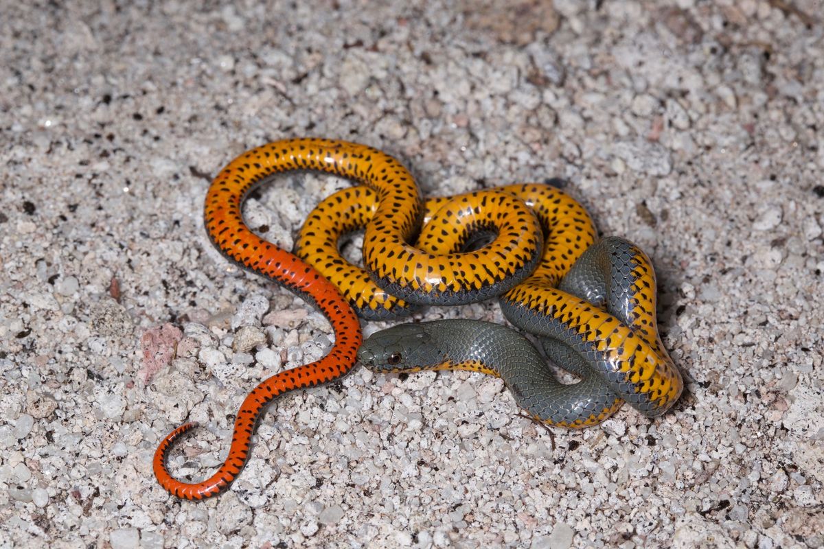 Ring-necked Snake (Diadophis punctatus)