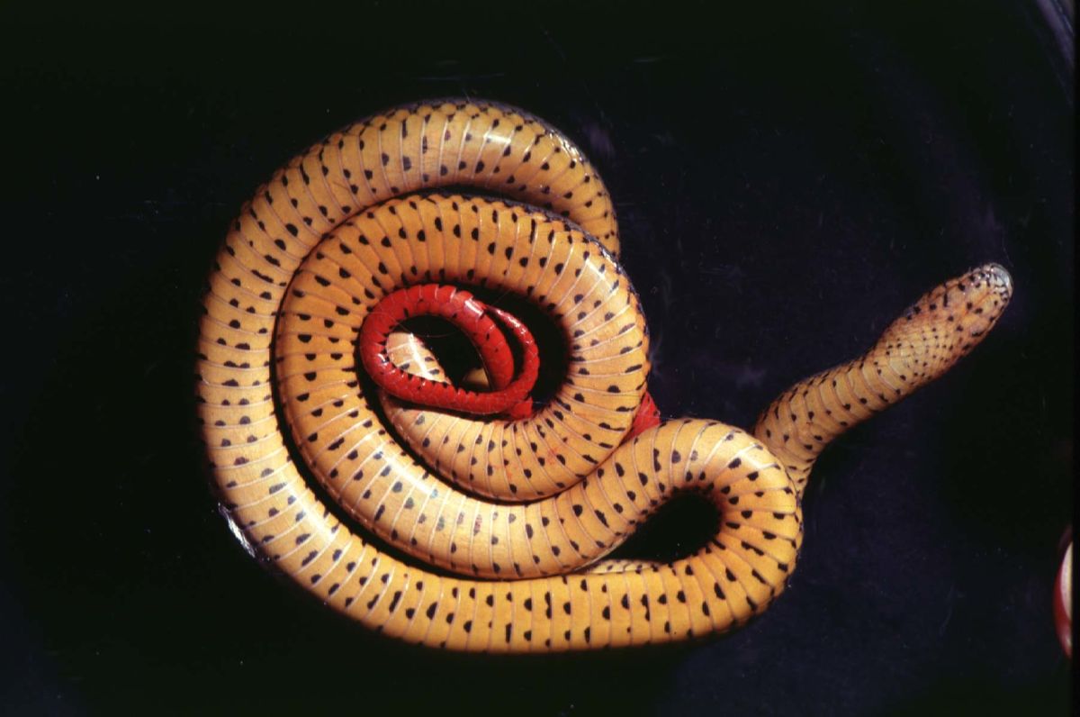 Ring-necked Snake (Diadophis punctatus)