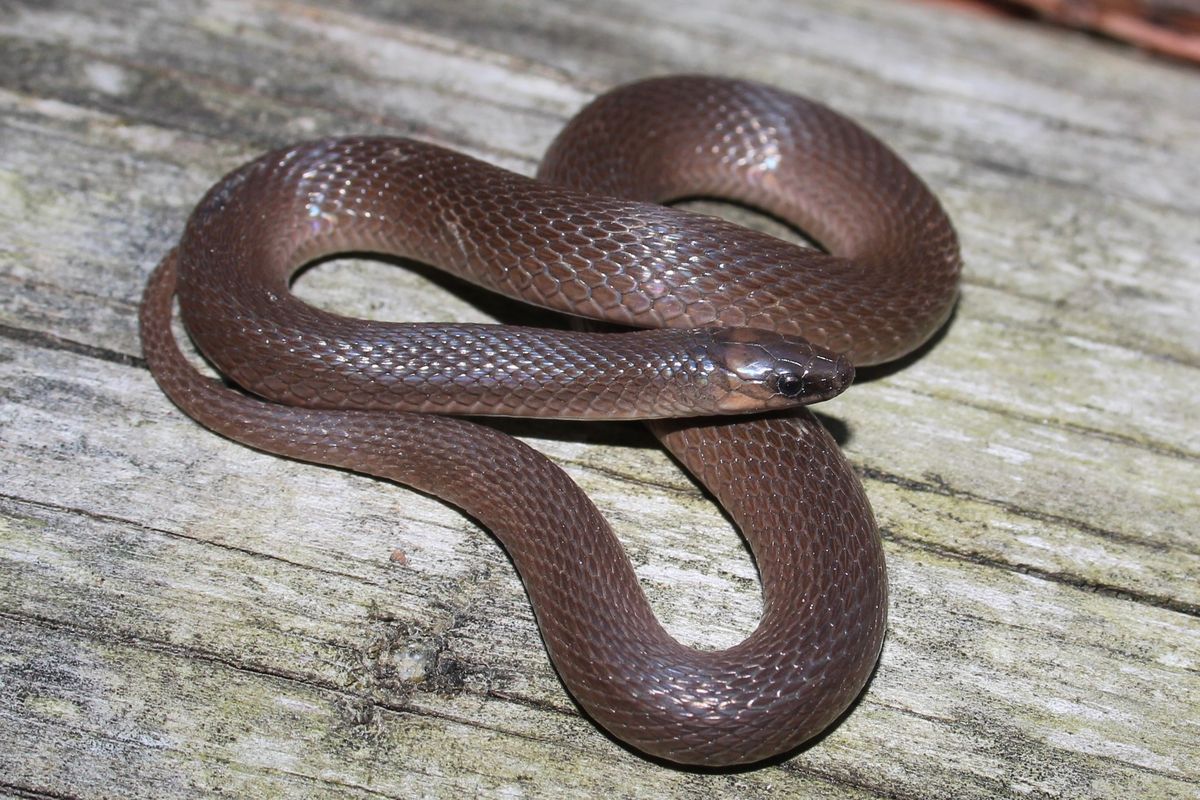 Rough Earthsnake (Virginia striatula)