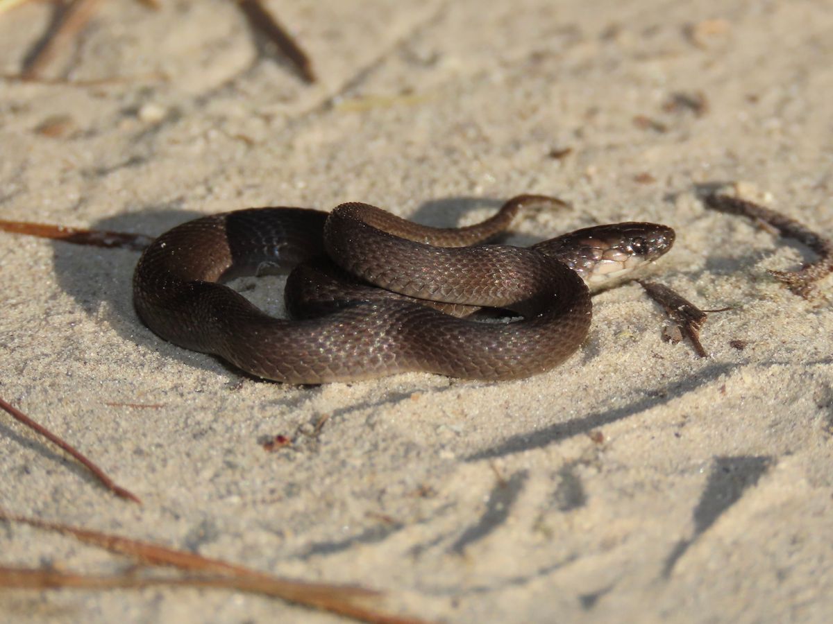 Rough Earthsnake (Virginia striatula)