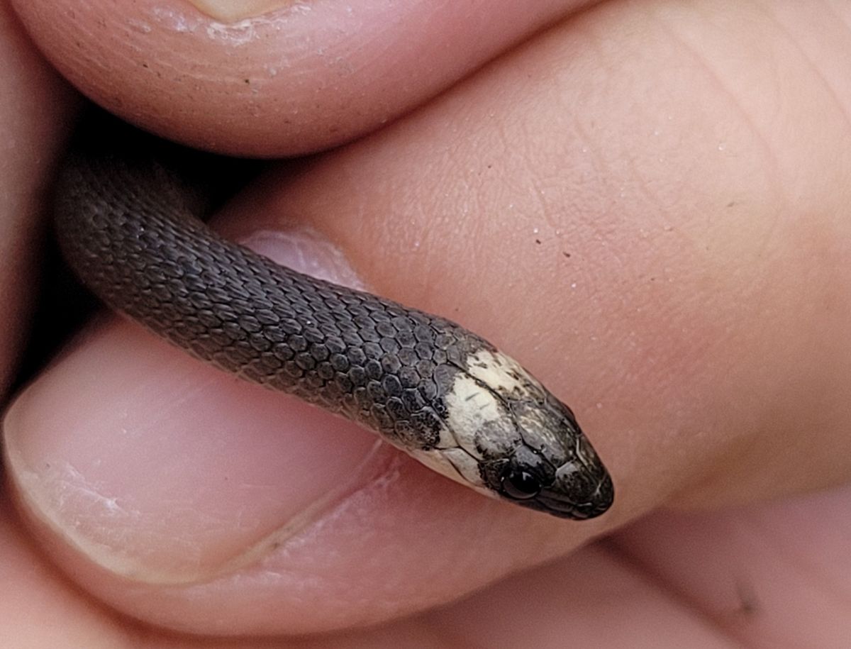 Rough Earthsnake (Virginia striatula)