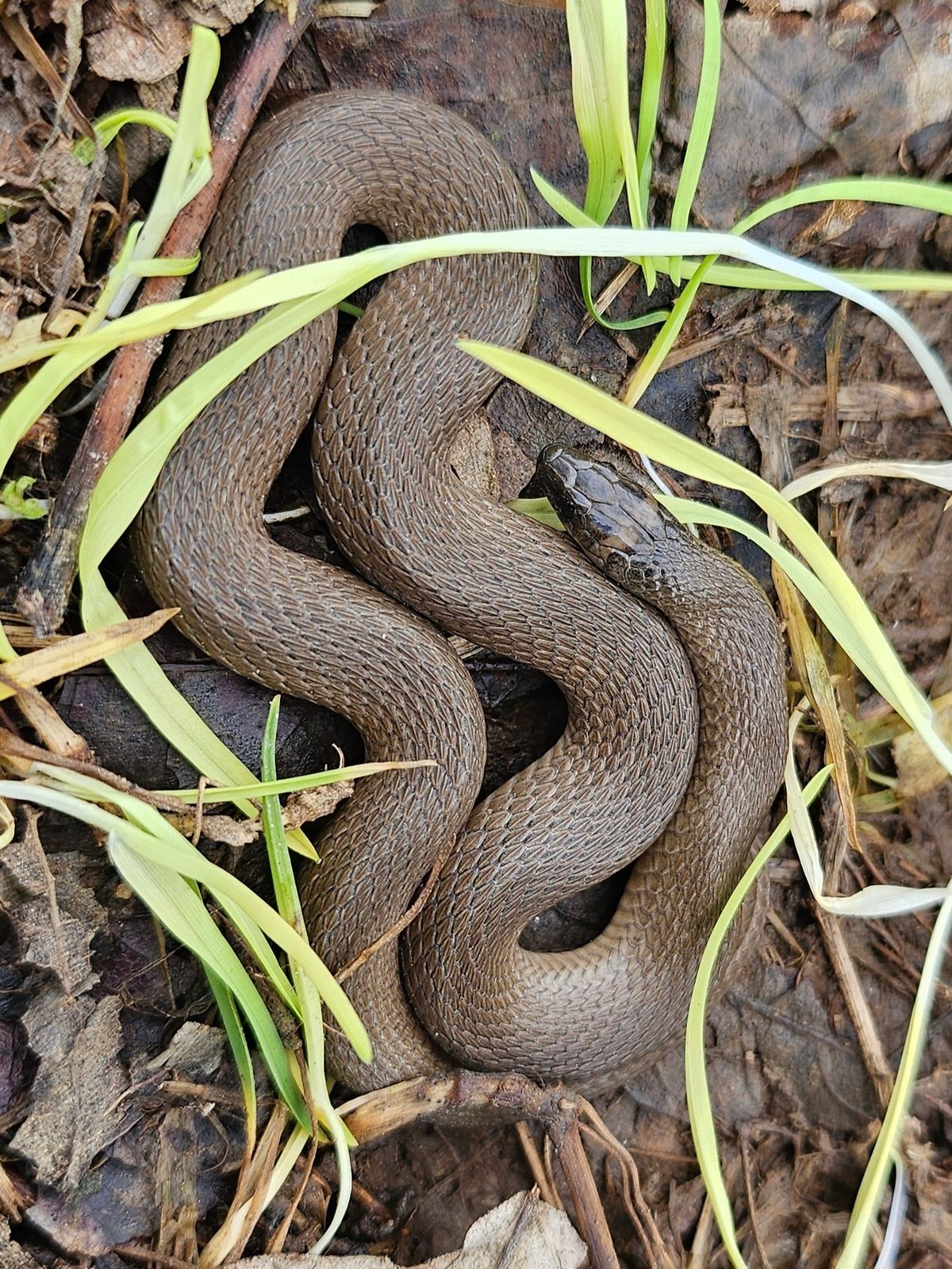 Rough Earthsnake (Virginia striatula)