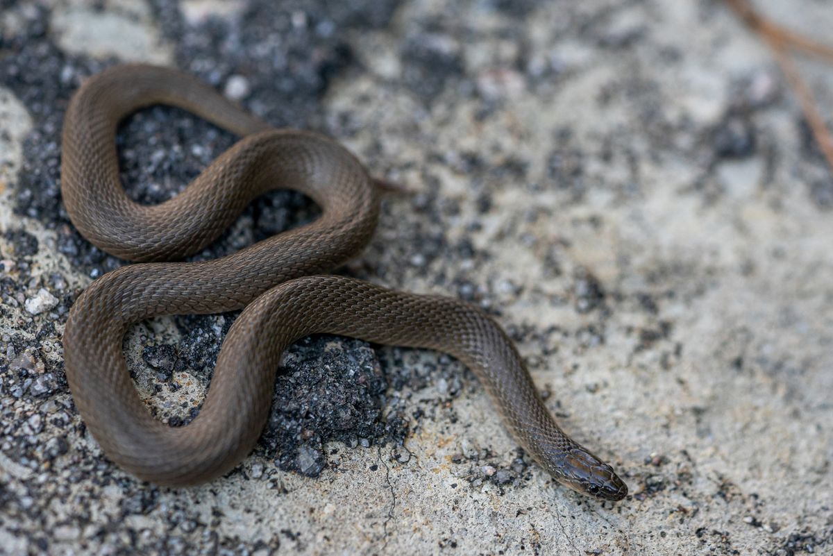 Rough Earthsnake (Virginia striatula)
