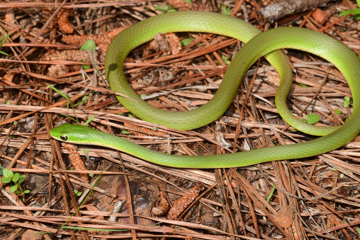 Rough Greensnake (Opheodrys aestivus)