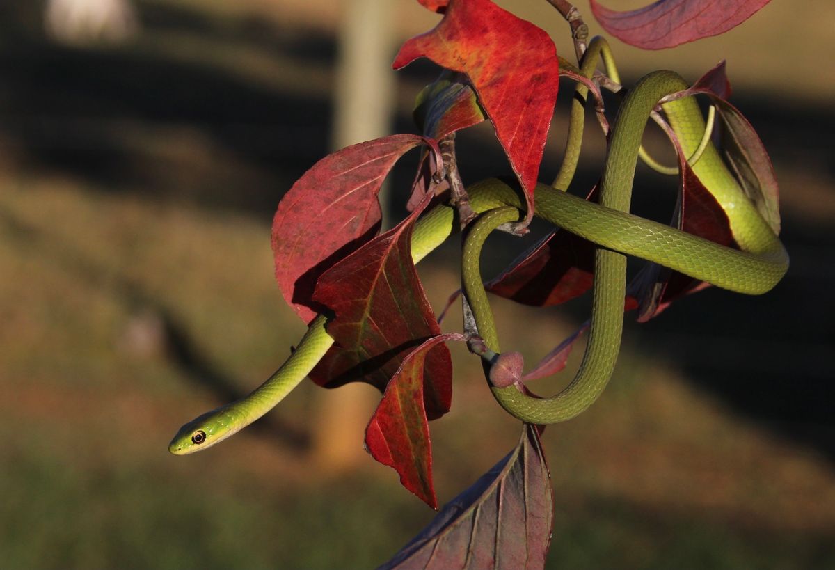 Rough Greensnake (Opheodrys aestivus)