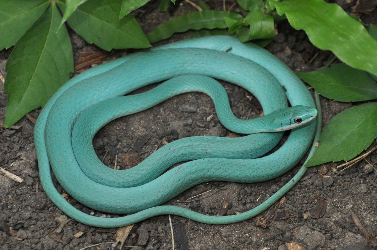 Rough Greensnake (Opheodrys aestivus)