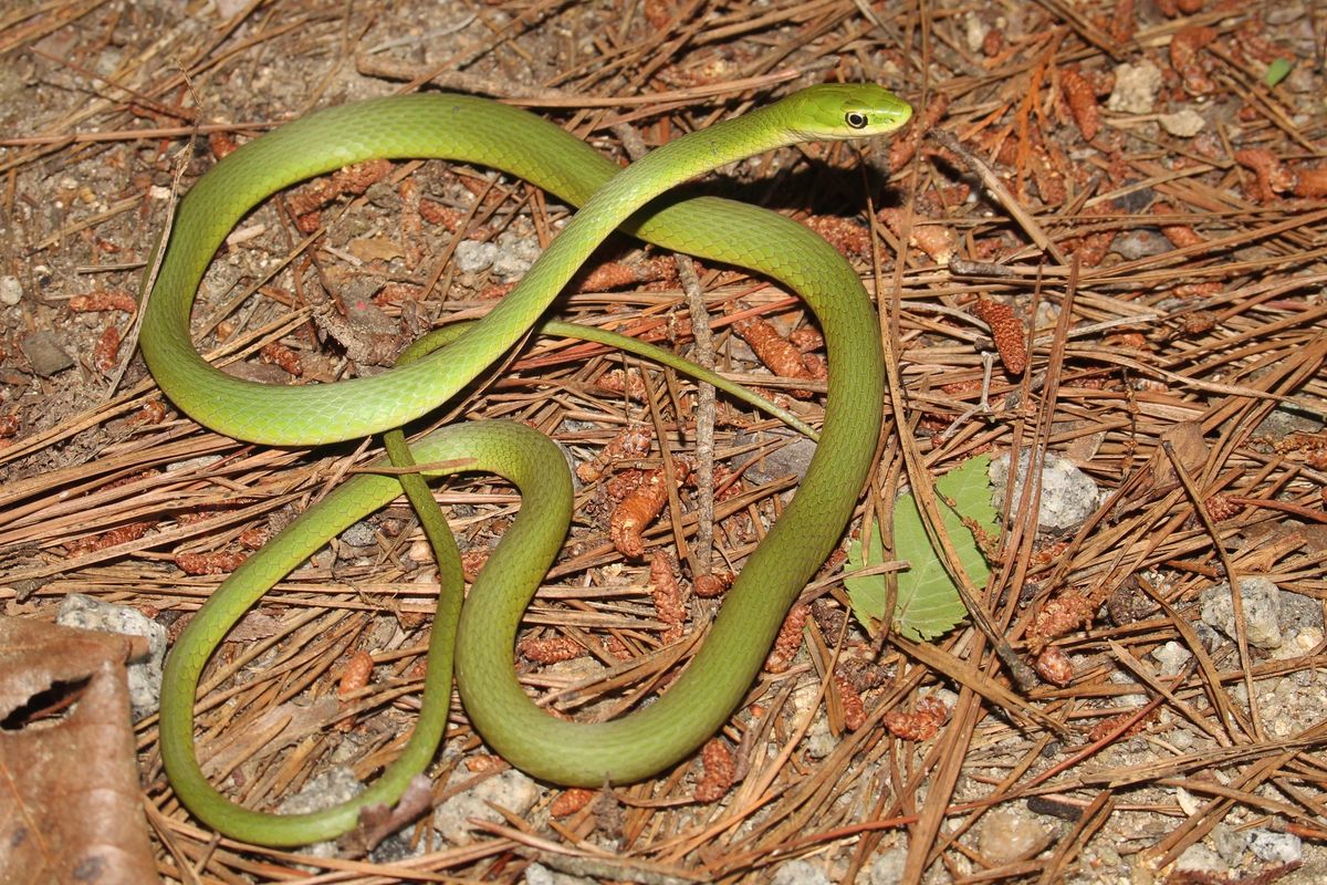 Rough Greensnake (Opheodrys aestivus)